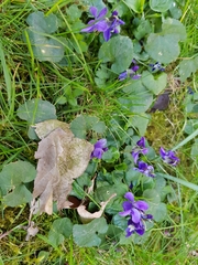 Viola odorata