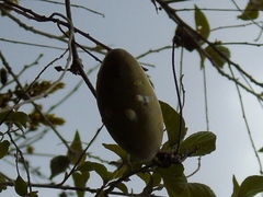 Amphilophium
