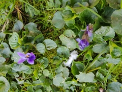 Viola odorata