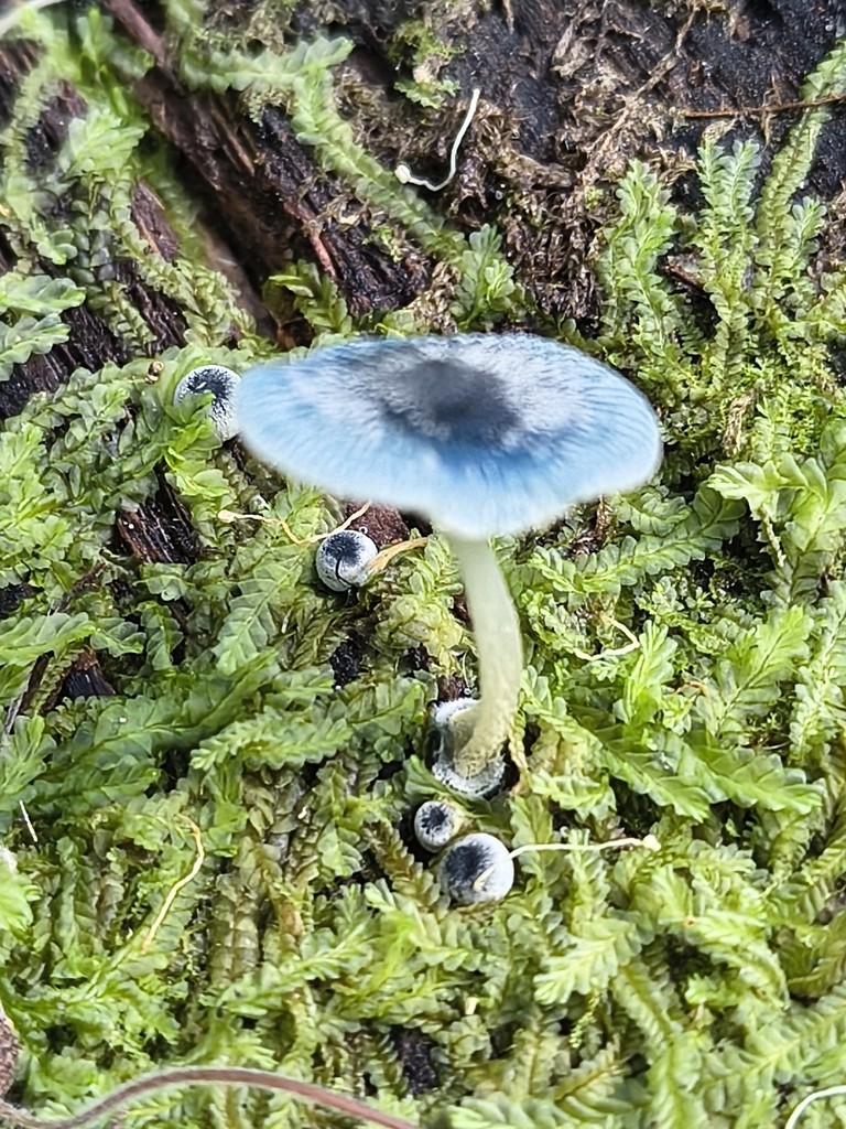 Mycena interrupta · April 2026 · photo: © katehocking (iNaturalist, cc-by)