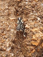 Melanophryniscus stelzneri