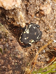 Melanophryniscus stelzneri