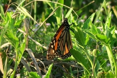 Danaus plexippus
