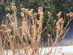 Onopordum corymbosum