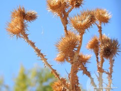 Onopordum corymbosum