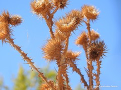 Onopordum corymbosum