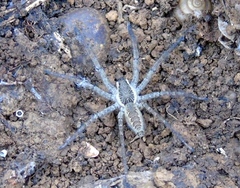 Sosippus michoacanus