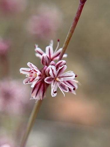 Eriogonum covilleanum observed 2026-04-25