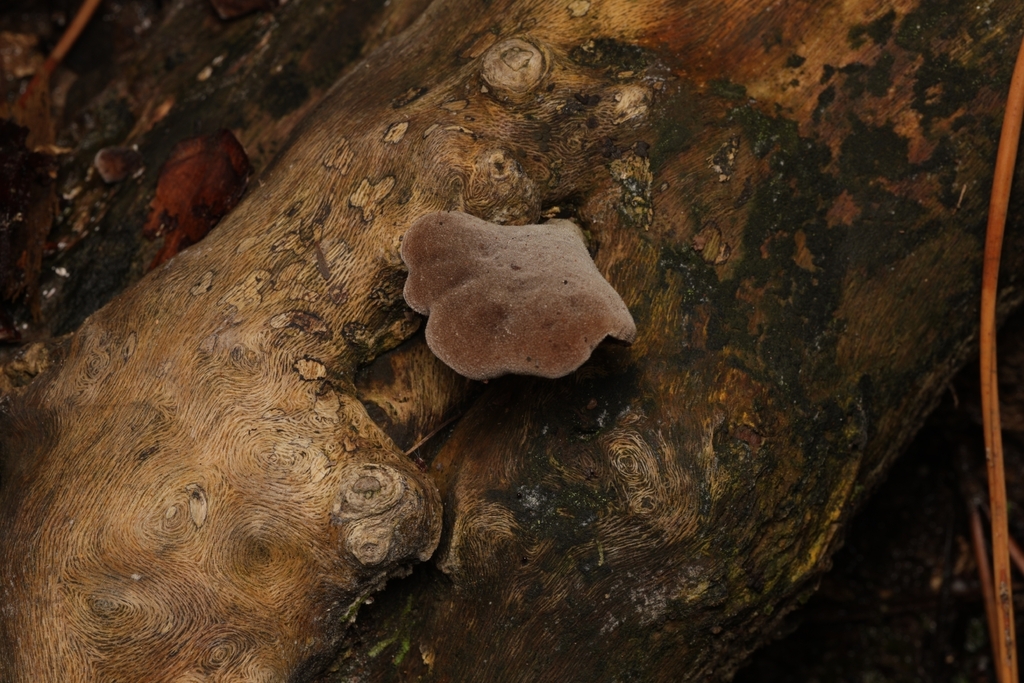 Auricularia cornea · April 2026 · photo: © andrianl (iNaturalist, cc-by)