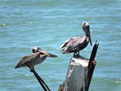 Pelecanus occidentalis