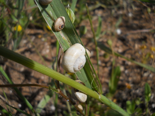 Theba pisana