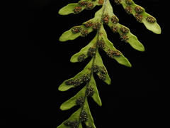 Variable Climbing Fern (Notogrammitis heterophylla)