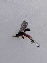 Auplopus mellipes