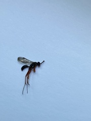 Auplopus mellipes