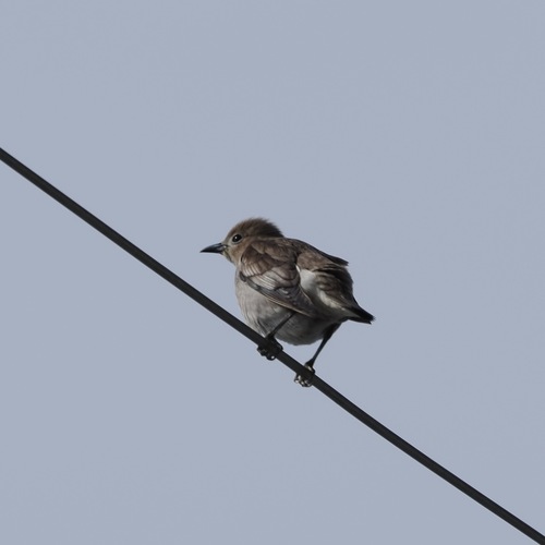 Chestnut-cheeked Starling (Agropsar philippensis)