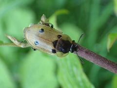 Dendroxena quadrimaculata