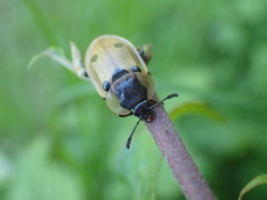Dendroxena quadrimaculata