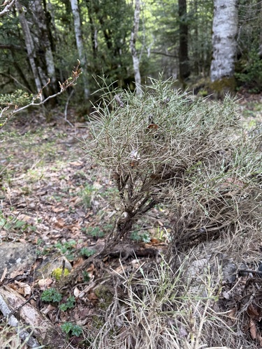 Echinospartum horridum, photograph 2
