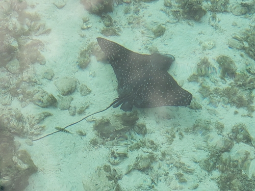 Aetobatus ocellatus