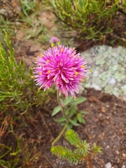 Gomphrena pulchella