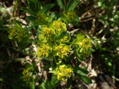 Euphorbia palustris