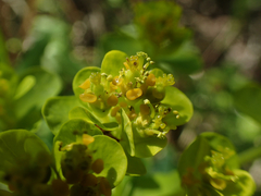 Euphorbia palustris