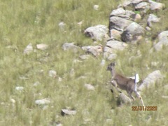 Odocoileus virginianus peruvianus