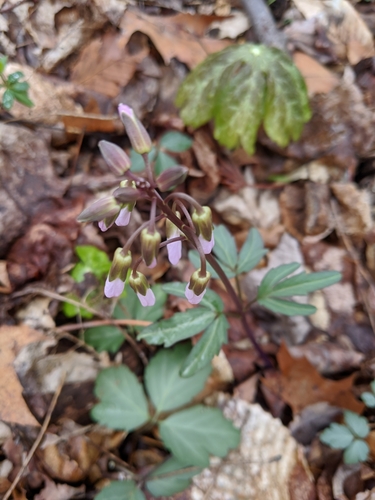iNaturalist observation 2020-03-26