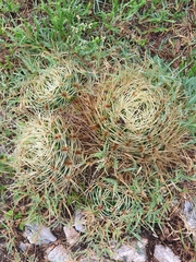 Gymnocalycium monvillei