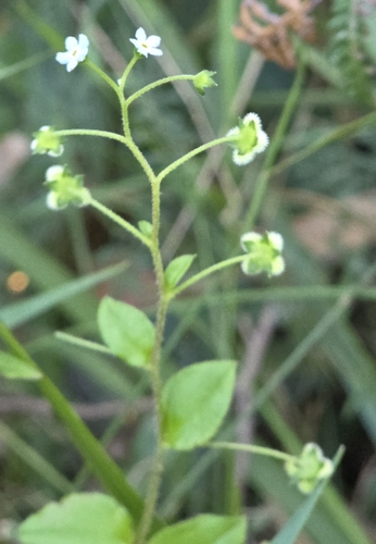 Hackelia latifolia, photograph 3
