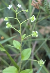 Ian Rainbow, CC BY, iNaturalist via GBIF Hackelia latifolia, photograph Ian Rainbow, CC BY, iNaturalist via GBIF