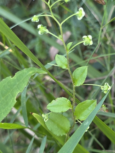 Hackelia latifolia, photograph 4