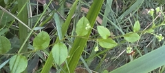 Ian Rainbow, CC BY, iNaturalist via GBIF Hackelia latifolia, photograph Ian Rainbow, CC BY, iNaturalist via GBIF