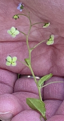 Hackelia latifolia, photograph Ian Rainbow, CC BY, iNaturalist via GBIF