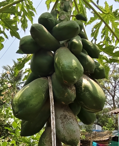 Papaya