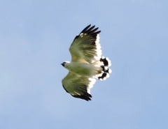 Pseudastur albicollis