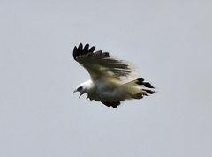 Pseudastur albicollis