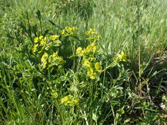 Euphorbia esula