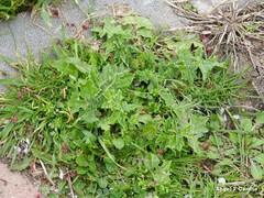 Cerastium semidecandrum