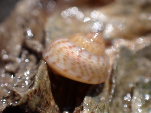 Gibbula tumida observed 2026-04-25