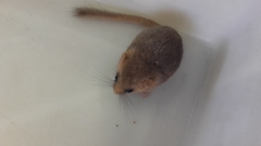 Muscardinus avellanarius