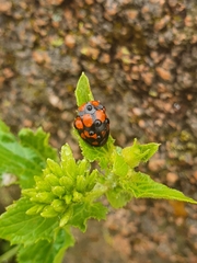 Botanochara duodecimverrucata