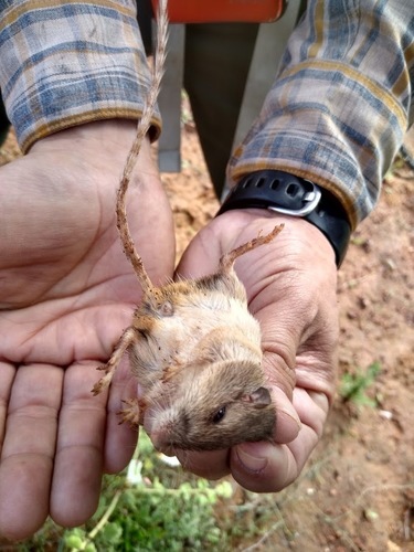 San Diego Pocket Mouse