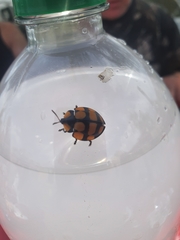 Botanochara decempustulata