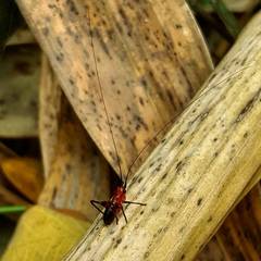 Conocephalus