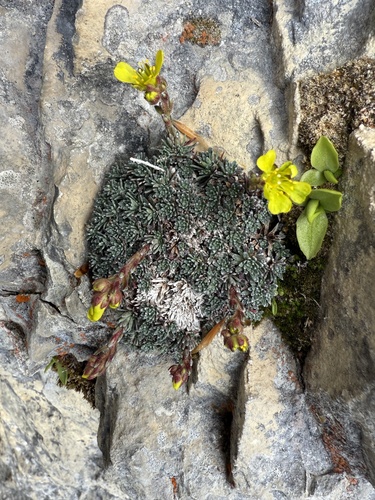 Saxifraga aretioides, photograph 1