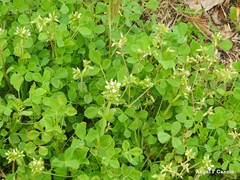 Cerastium brachypetalum