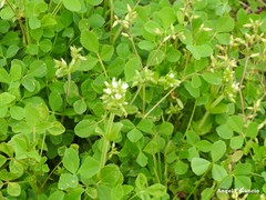 Cerastium brachypetalum