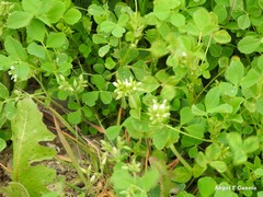 Cerastium brachypetalum