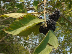 Callicarpa acuminata